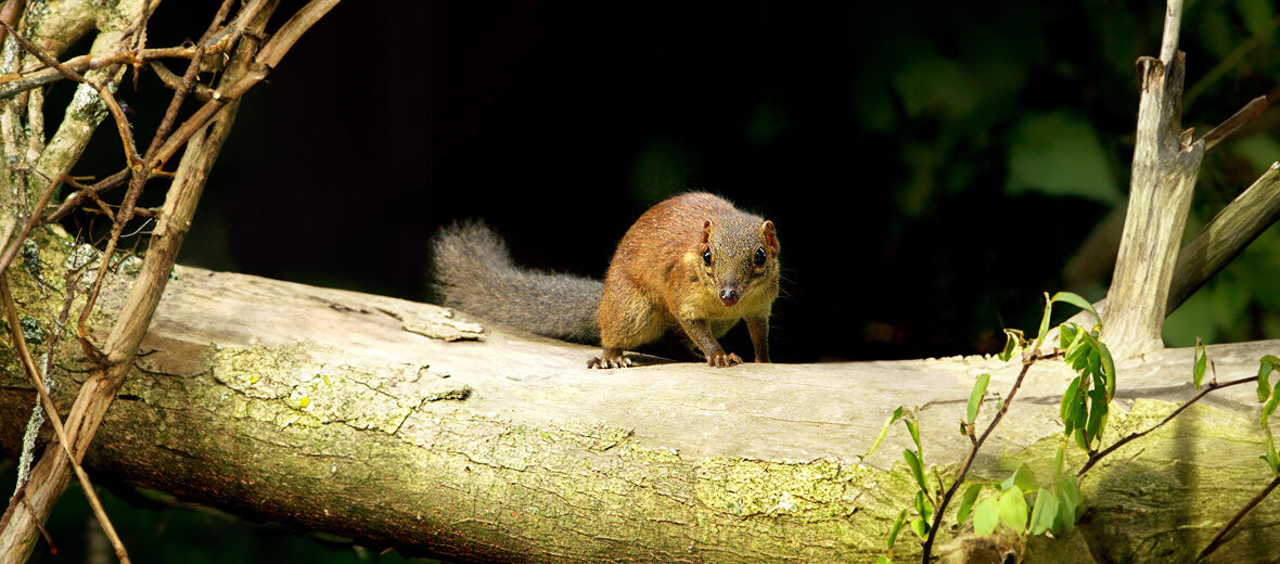 common treeshrew