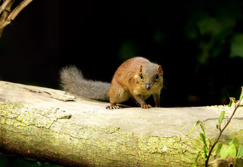 common treeshrew