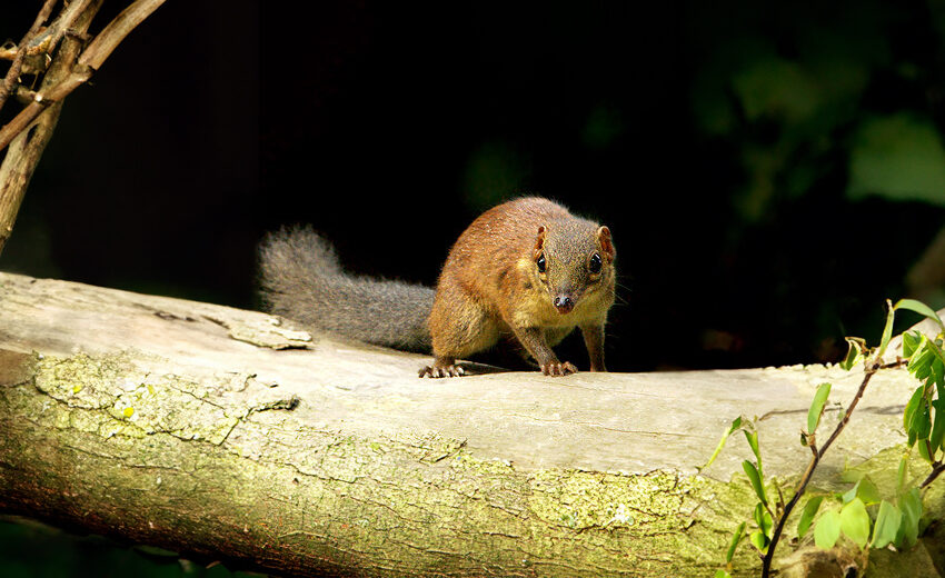 common treeshrew