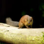 common treeshrew