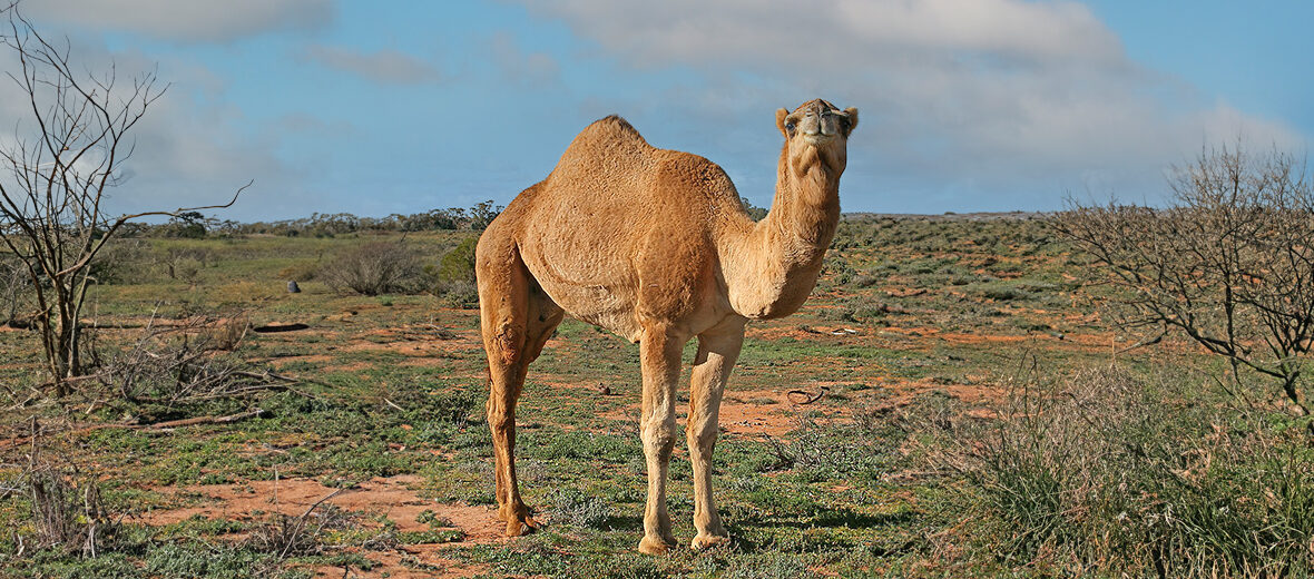 dromedary camel