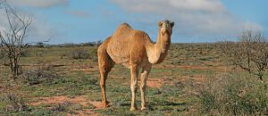 dromedary camel