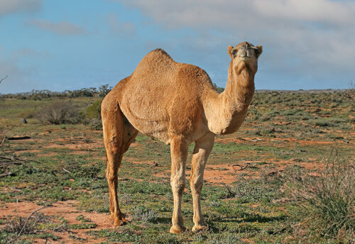 dromedary camel