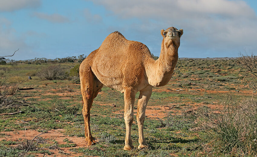 dromedary camel