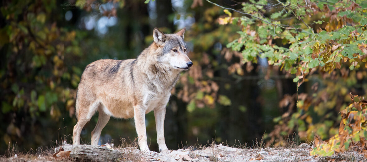 eastern wolf