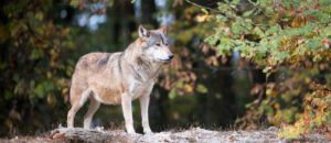 eastern wolf