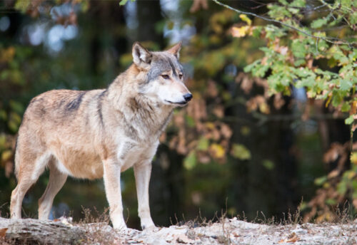 eastern wolf