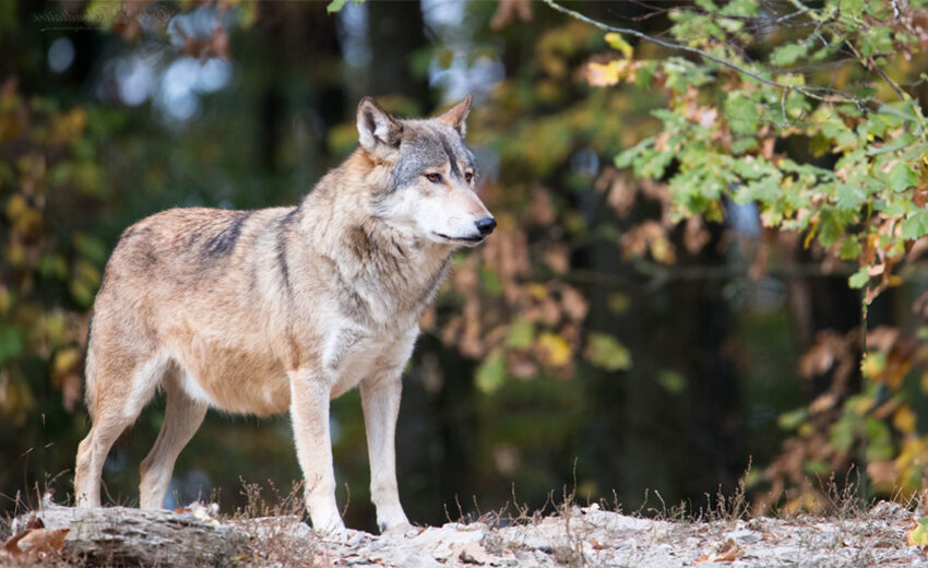 eastern wolf