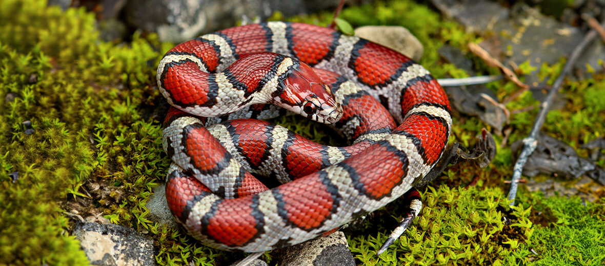 eastern milk snake