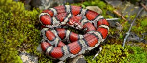 eastern milk snake