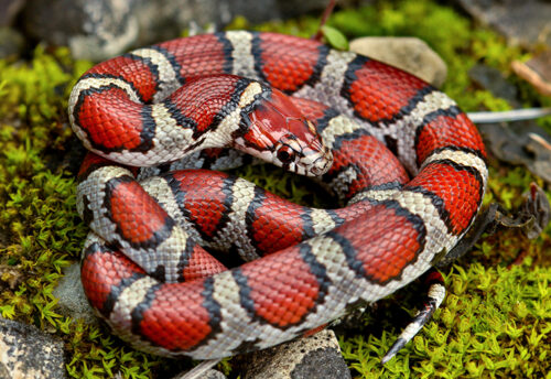 eastern milk snake