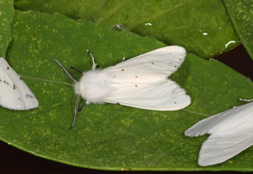 fall webworm moth