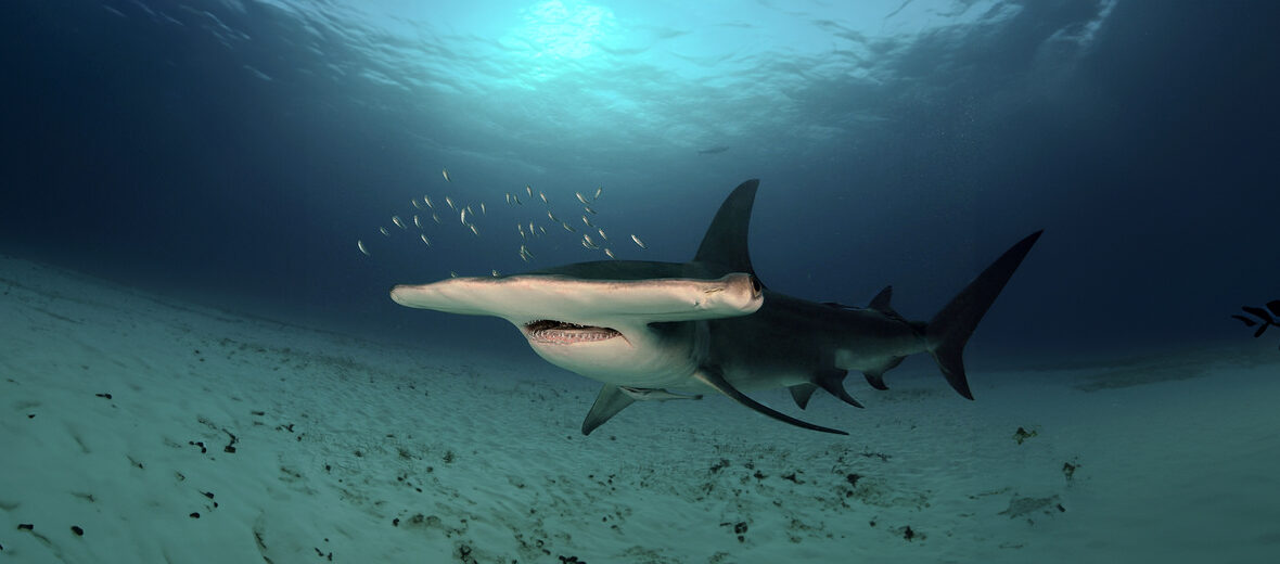 great hammerhead