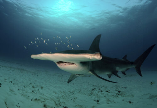 great hammerhead