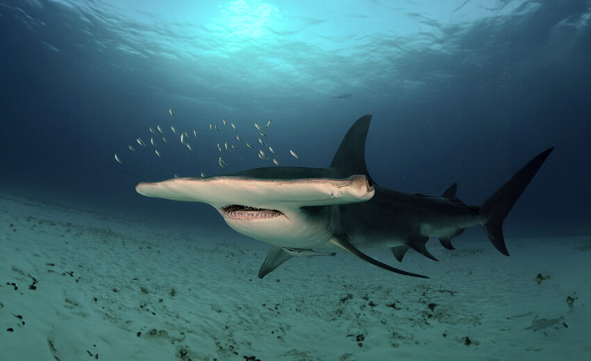 great hammerhead