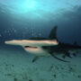 great hammerhead