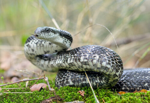 gray ratsnake