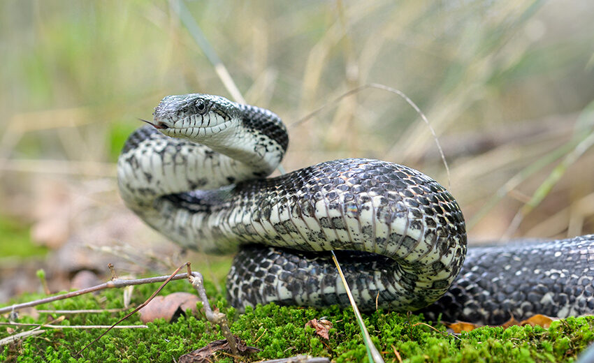 gray ratsnake