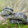 gray ratsnake