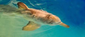 La Plata dolphin