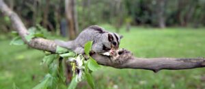 mahogany glider