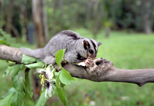 mahogany glider