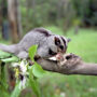 mahogany glider