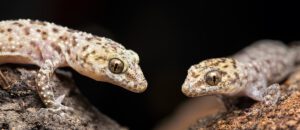 Mediterranean house gecko