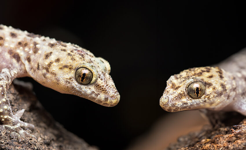 Mediterranean house gecko