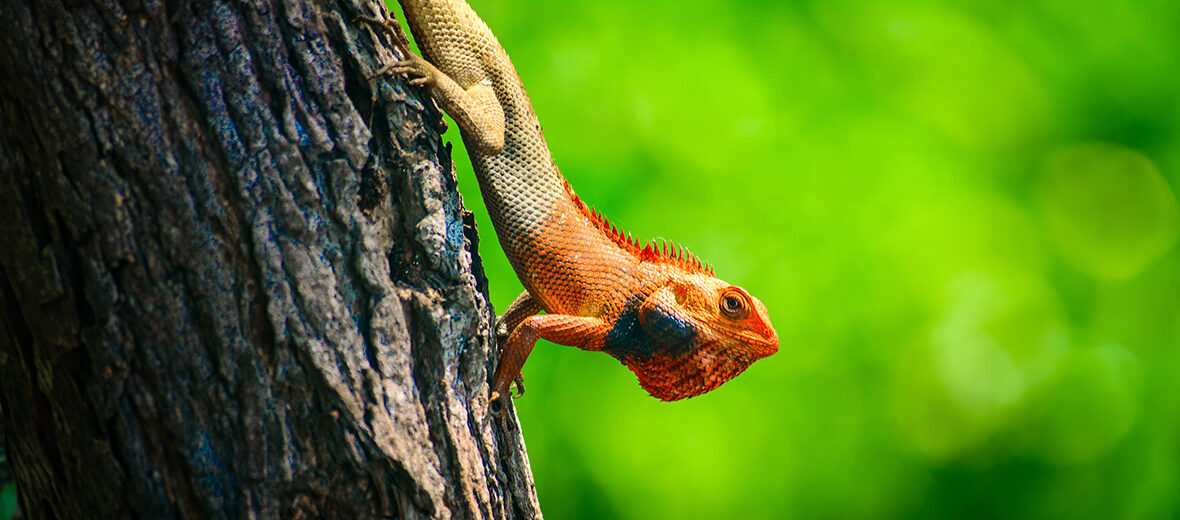 Oriental garden lizard