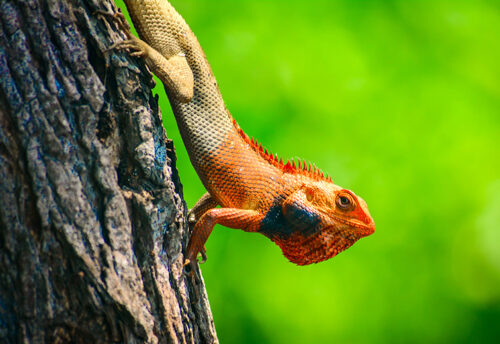 Oriental garden lizard