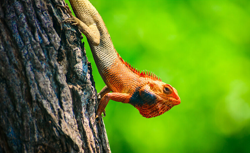 Oriental garden lizard