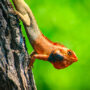 Oriental garden lizard