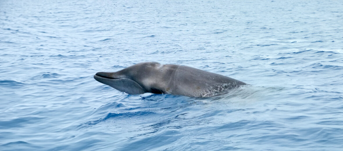 Perrin's beaked whale