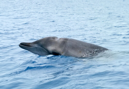 Perrin's beaked whale