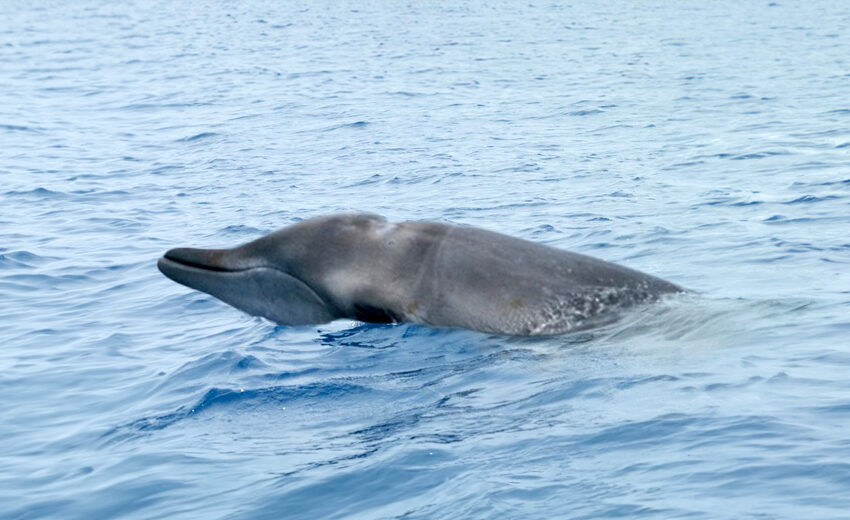 Perrin's beaked whale