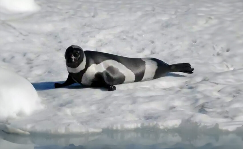 ribbon seal