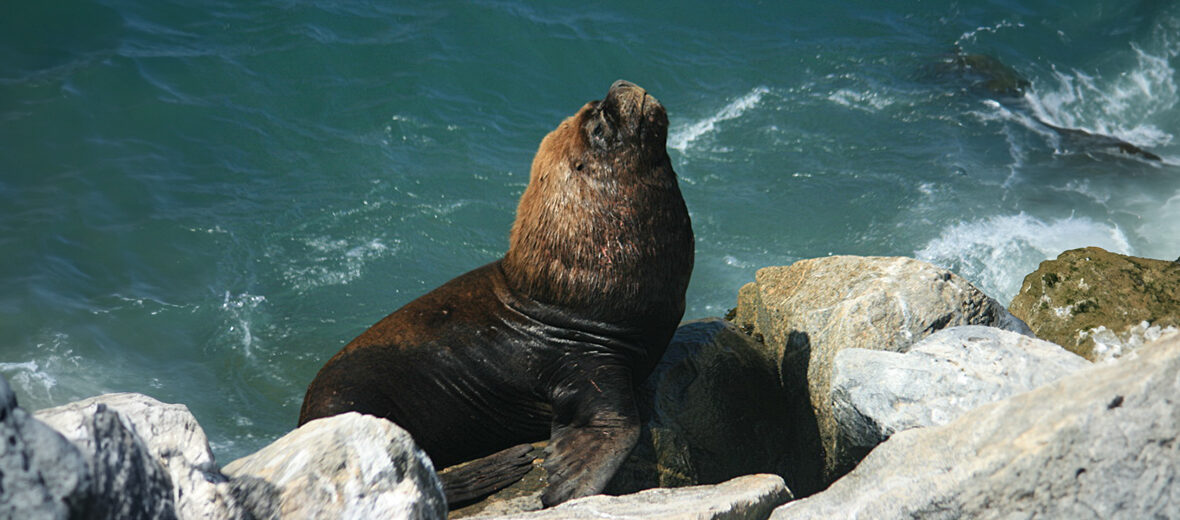 South American sea lion