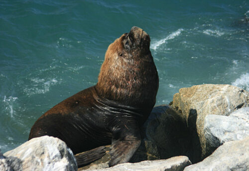 South American sea lion