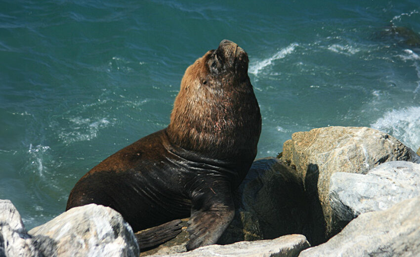 South American sea lion