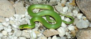 smooth green snake