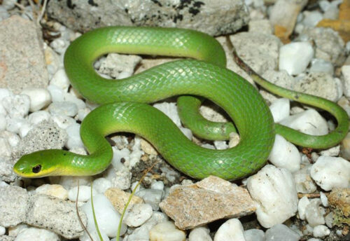 smooth green snake