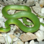 smooth green snake