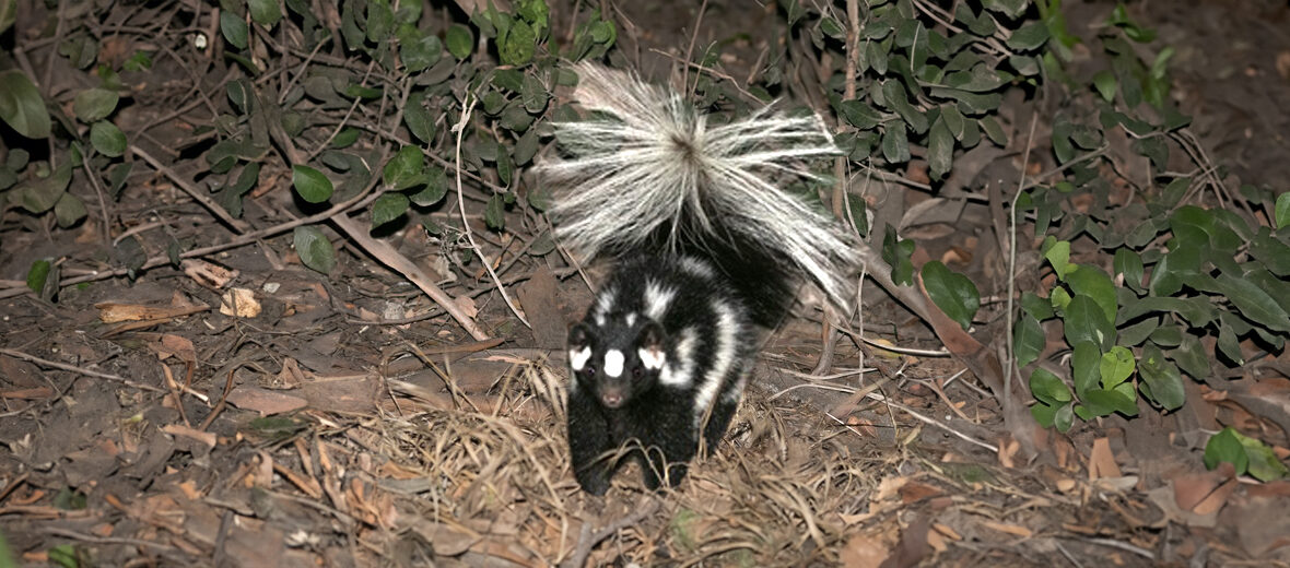 southern spotted skunk