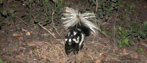 southern spotted skunk