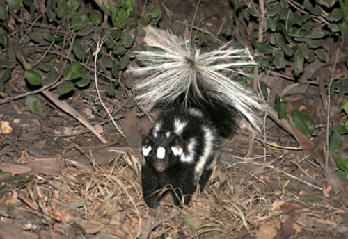 southern spotted skunk