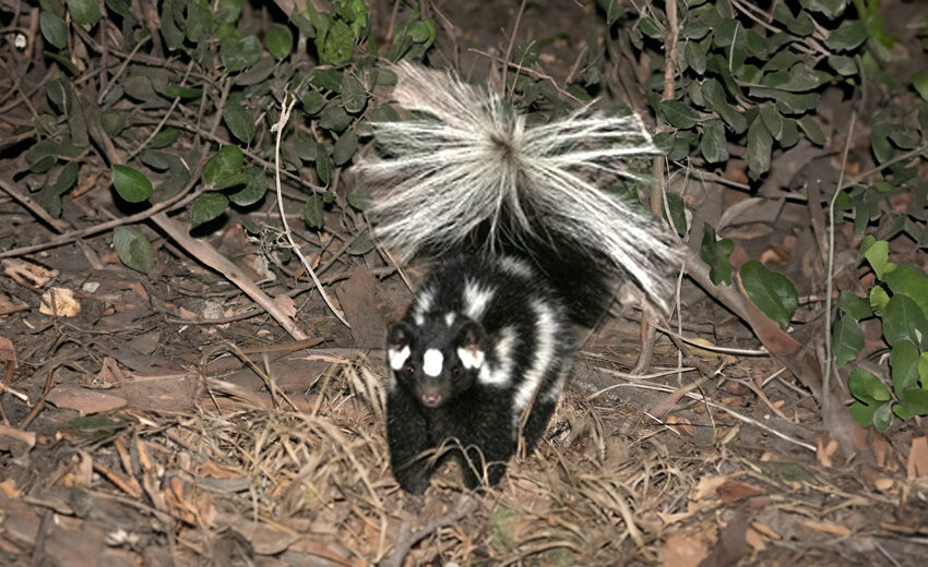 southern spotted skunk