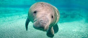 West Indian manatee