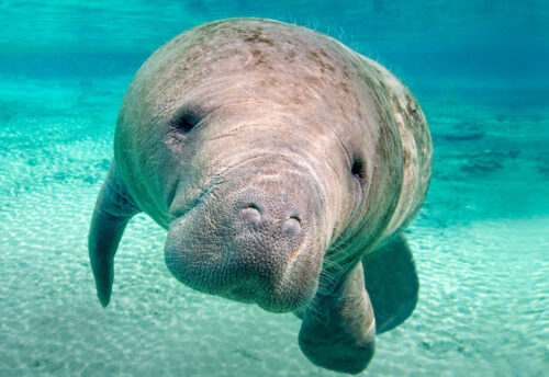 West Indian manatee