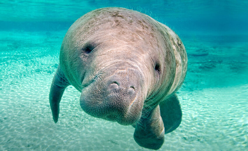 West Indian manatee